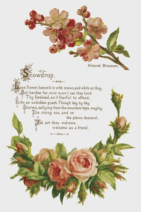 Lover of Flowers IOD Transfer 8x12 Pad by Iron Orchid Design
