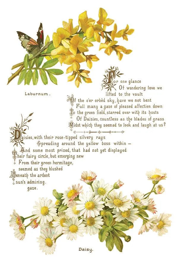 Lover of Flowers IOD Transfer 8x12 Pad by Iron Orchid Design