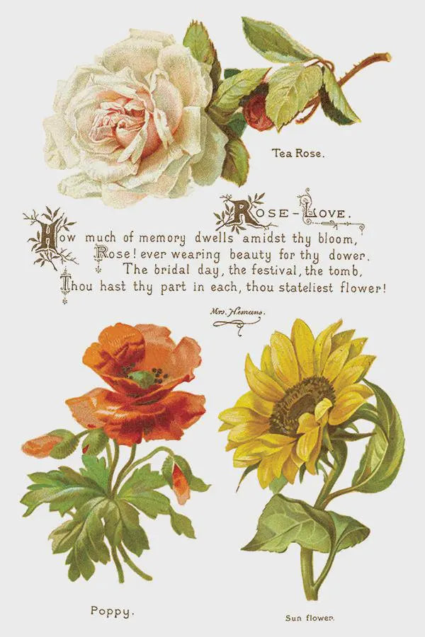 Lover of Flowers IOD Transfer 8x12 Pad by Iron Orchid Design