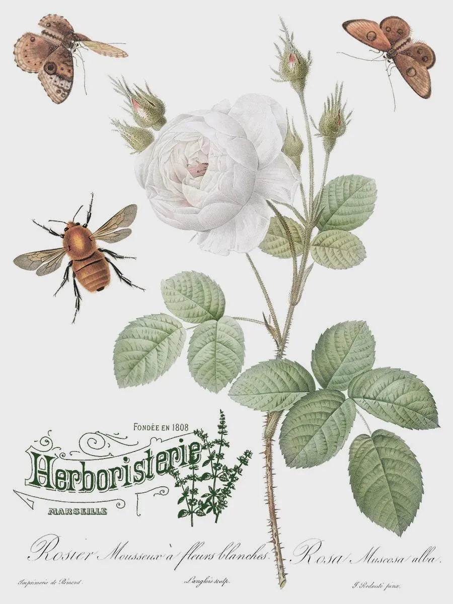 Brocante IOD Transfer 12x16 Pad by Iron Orchid Designs