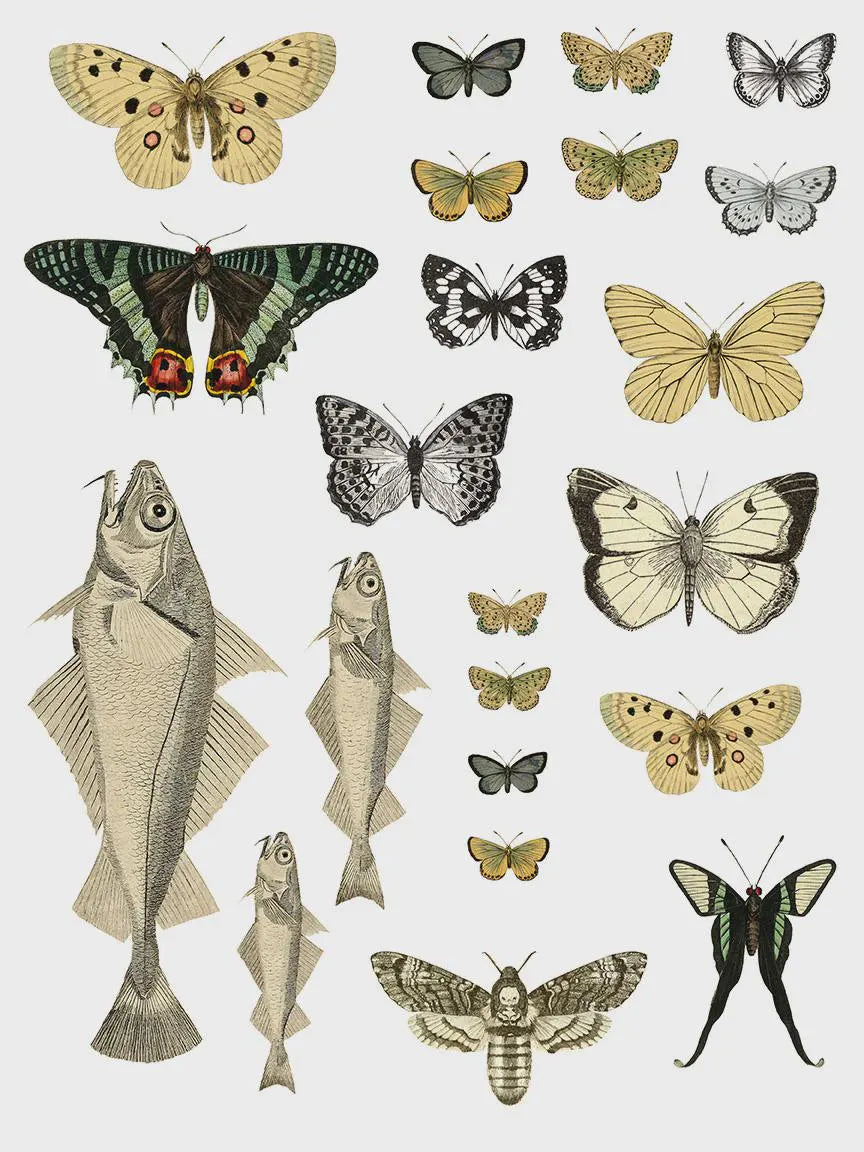 Entomology Etcetera IOD Transfer 12x16 Pad by Iron Orchid Designs