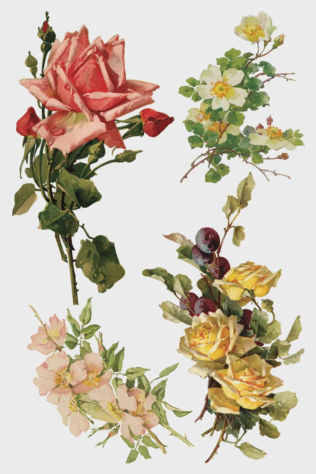 Catharina IOD Transfer 8x12 Pad by Iron Orchid Designs