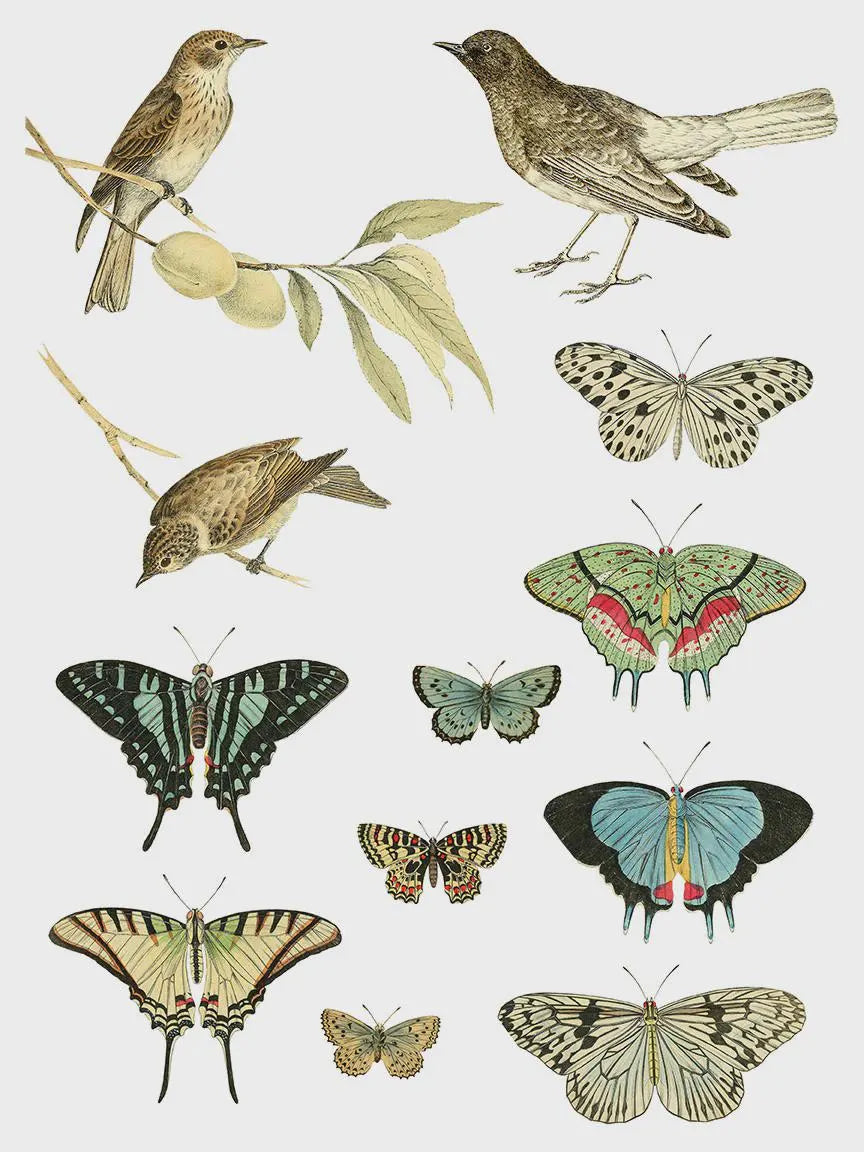 Entomology Etcetera IOD Transfer 12x16 Pad by Iron Orchid Designs