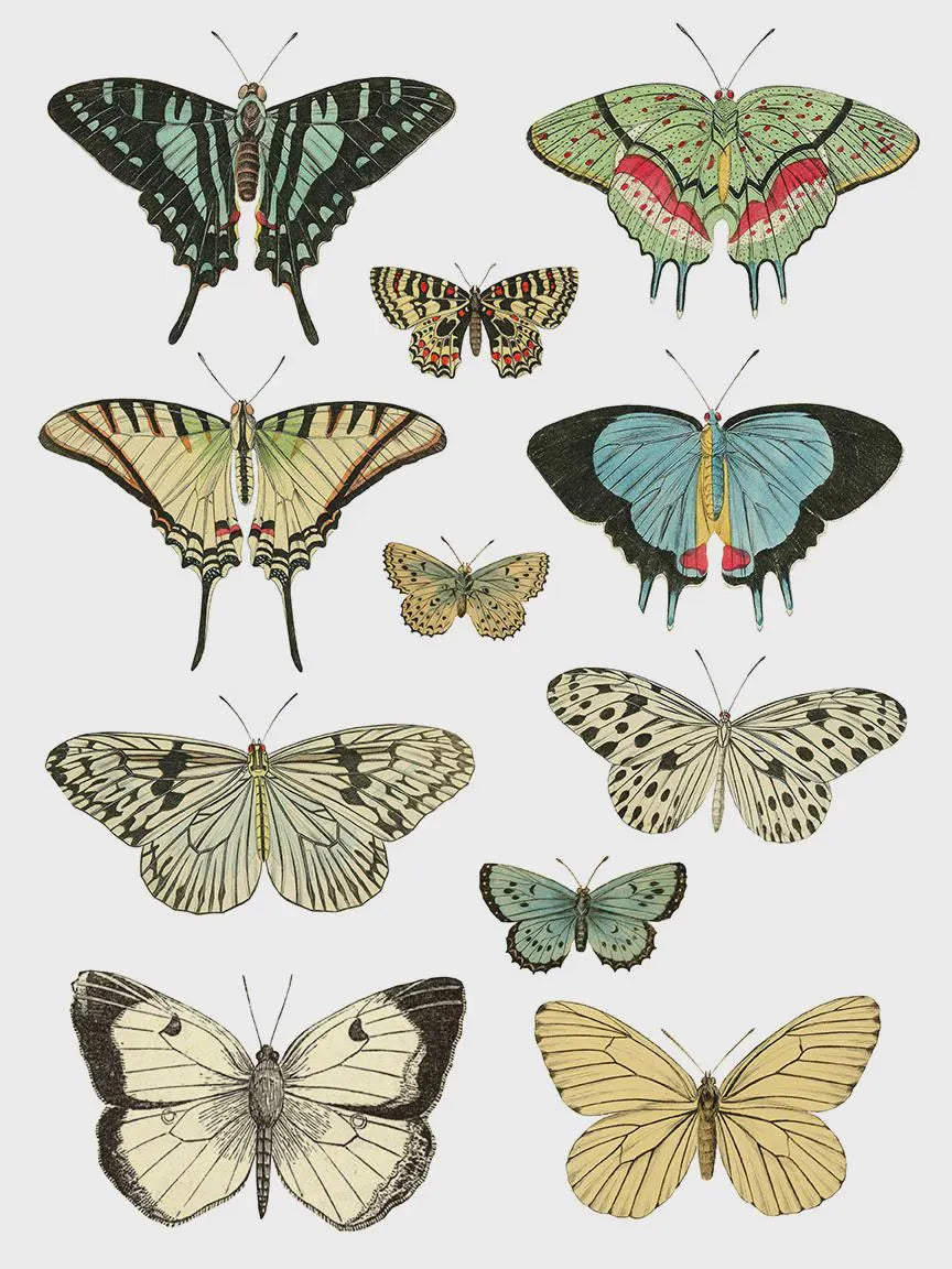 Entomology Etcetera IOD Transfer 12x16 Pad by Iron Orchid Designs