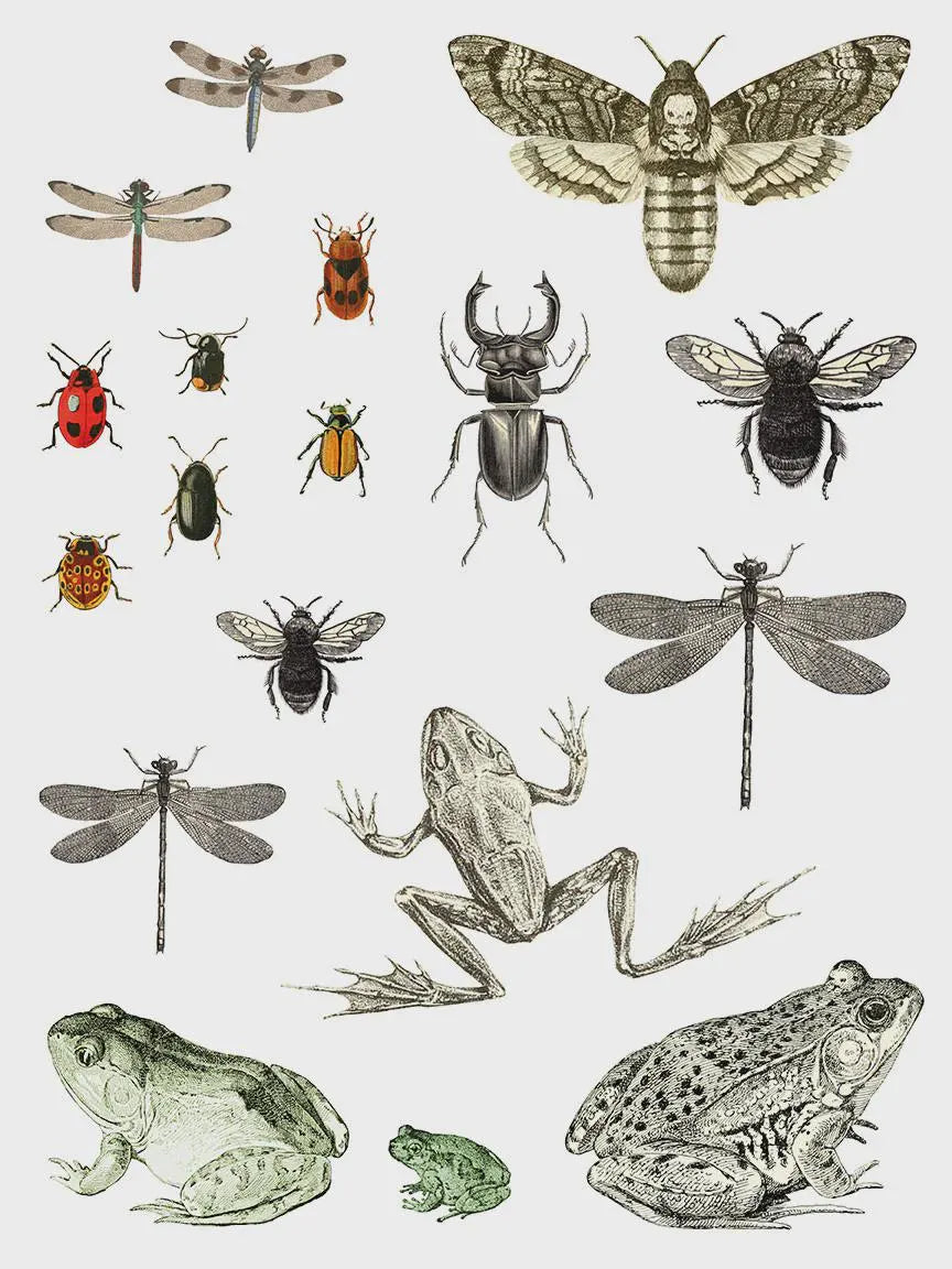 Entomology Etcetera IOD Transfer 12x16 Pad by Iron Orchid Designs