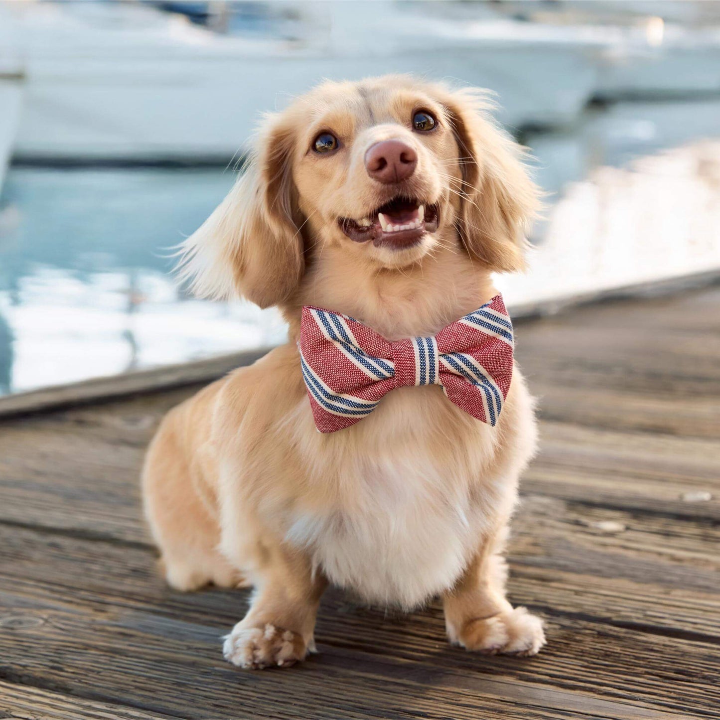 Nantucket Stripe Dog Bow Tie by The Foggy Dog